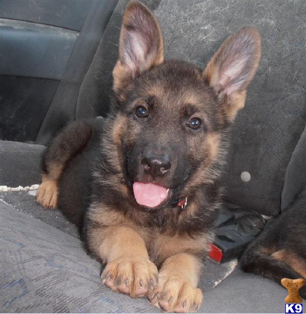 Puppies in Tampa